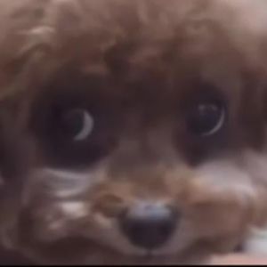 Meet your Posher, Saqqara